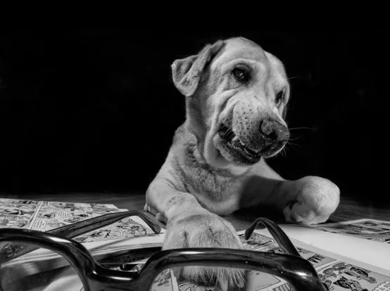 dog reading